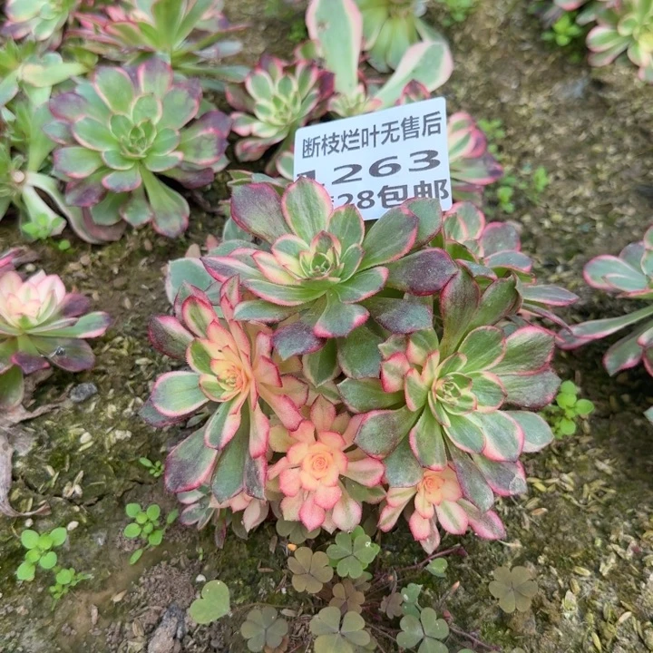 1263三号棚黑魔锦母本