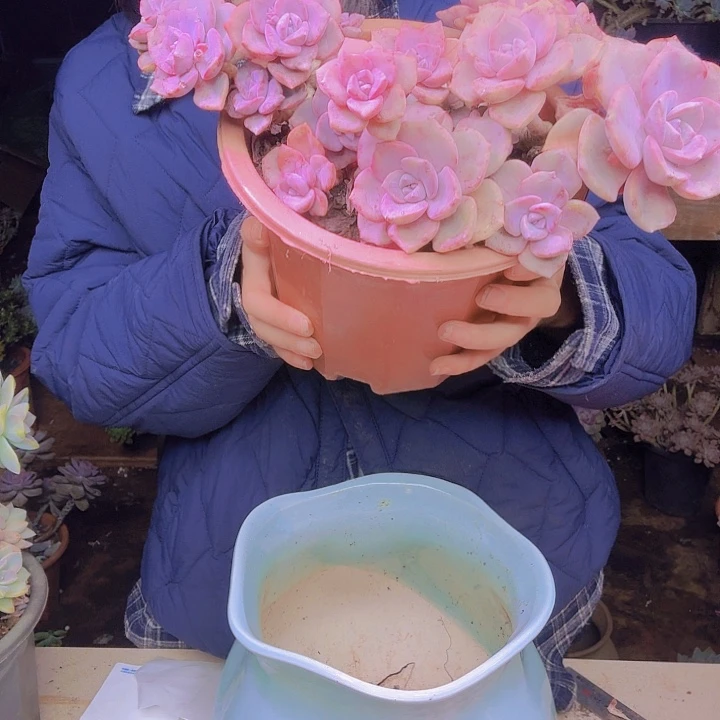 5***8彩虹糖多肉植物福利