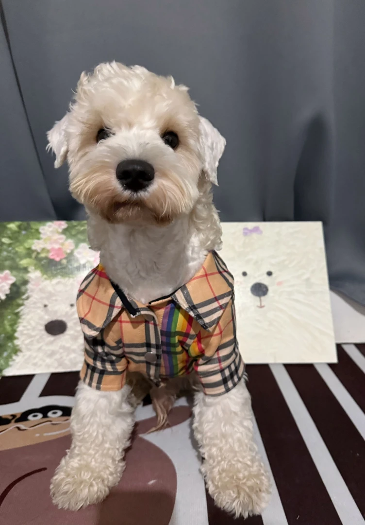 狗狗英伦风经典格子皮衬衣柯基法斗柴犬金毛宠物衣服皮衣