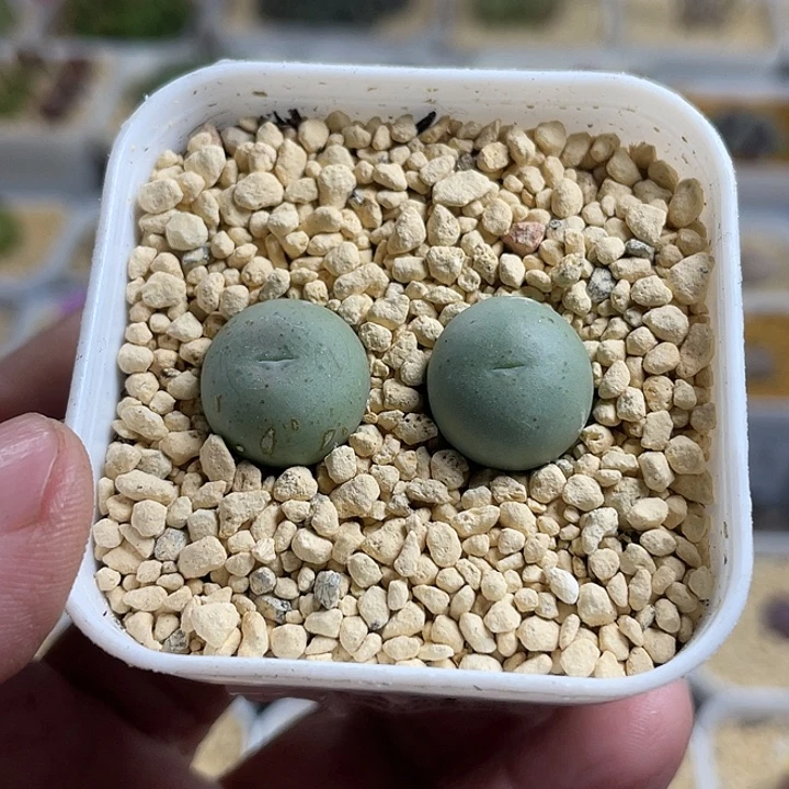 佳人园艺多肉生石花海豚嘴小拳拳131