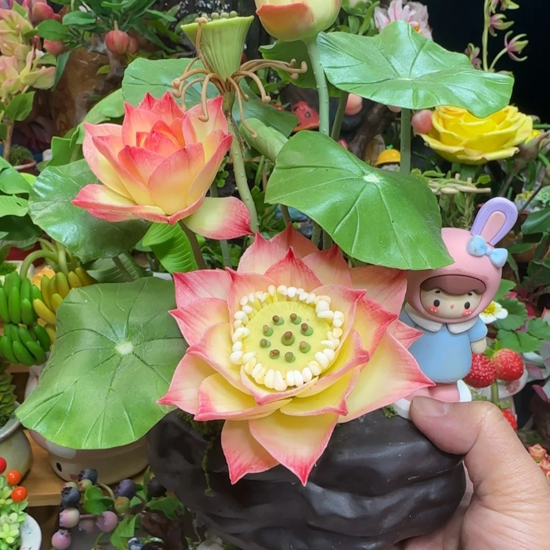 荷花盆栽带盆一套