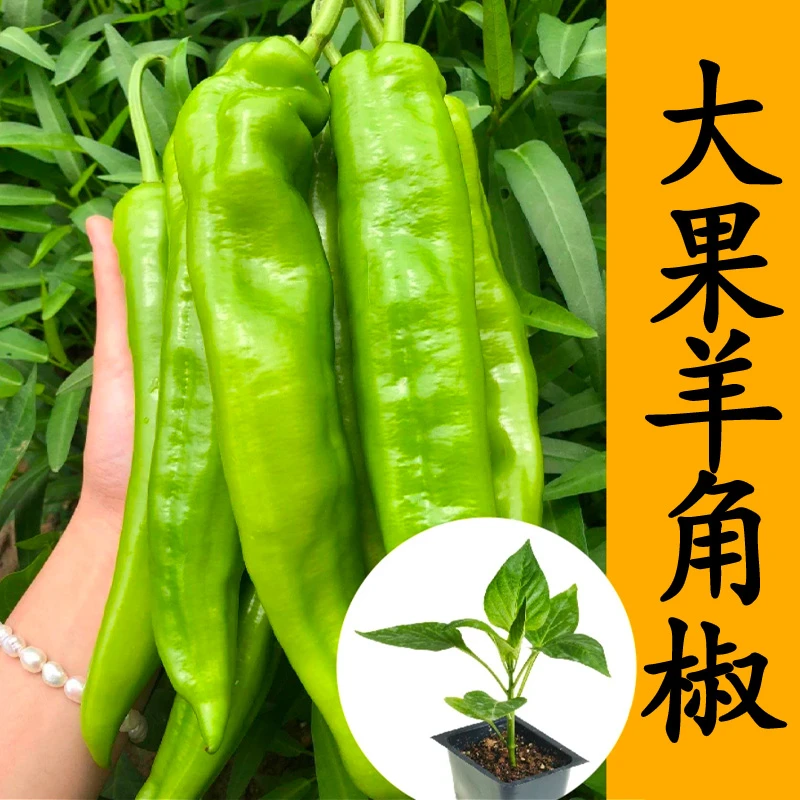 羊角椒苗蔬菜苗四季高产开春福利带土发货穴盘苗寿光苗场直发秧苗