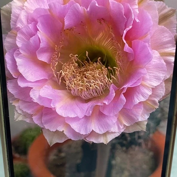 彩草520带根4公分左右