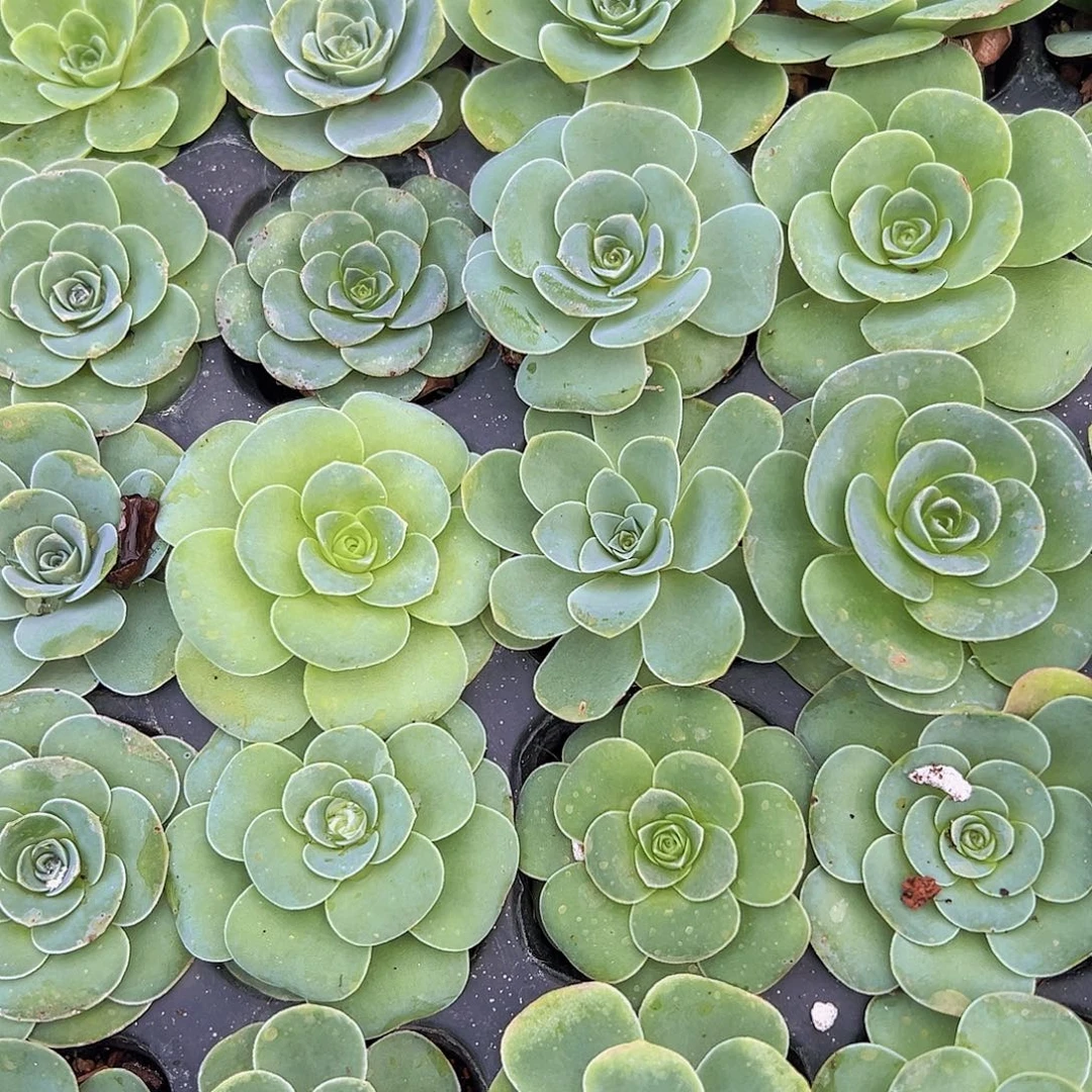 玫瑰5颗19包邮多肉植物