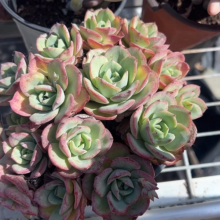 奶油黄桃多肉植物精品