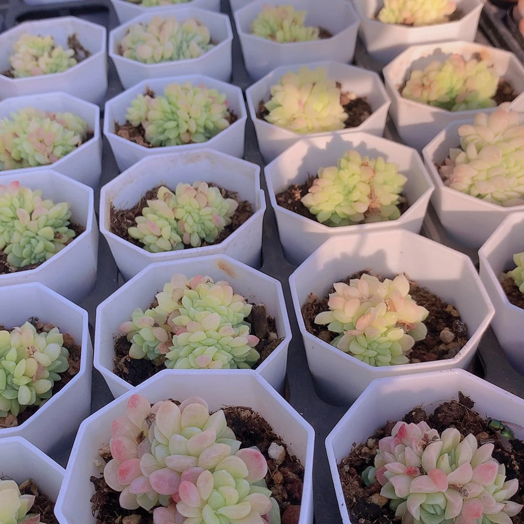 冰玉杂缀化35678999000