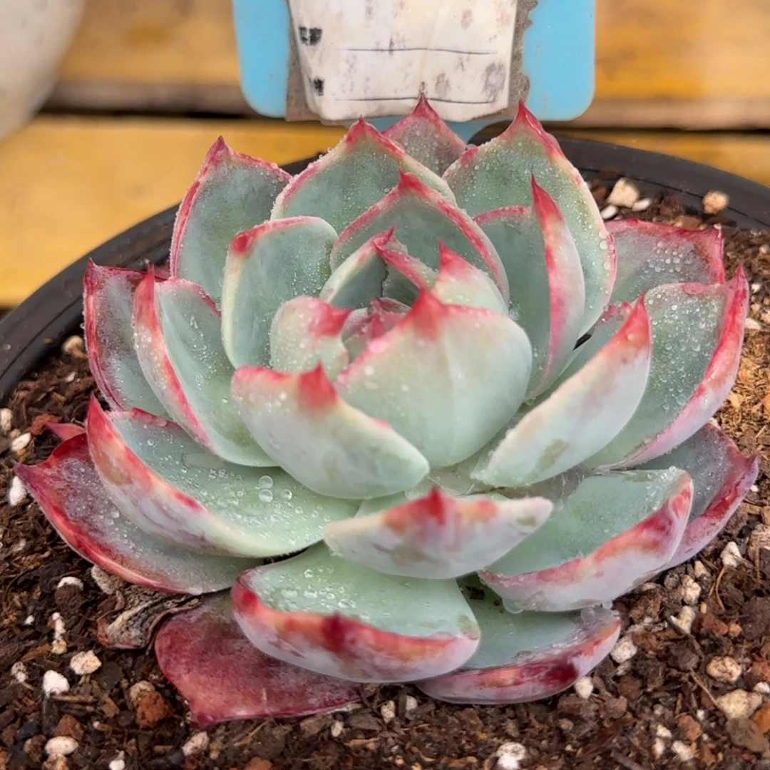 惊鸿一物一拍包装收缩花旱910