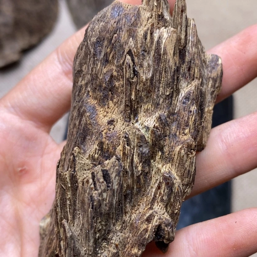 【闪购商品】香榧木海南8:6克壳子