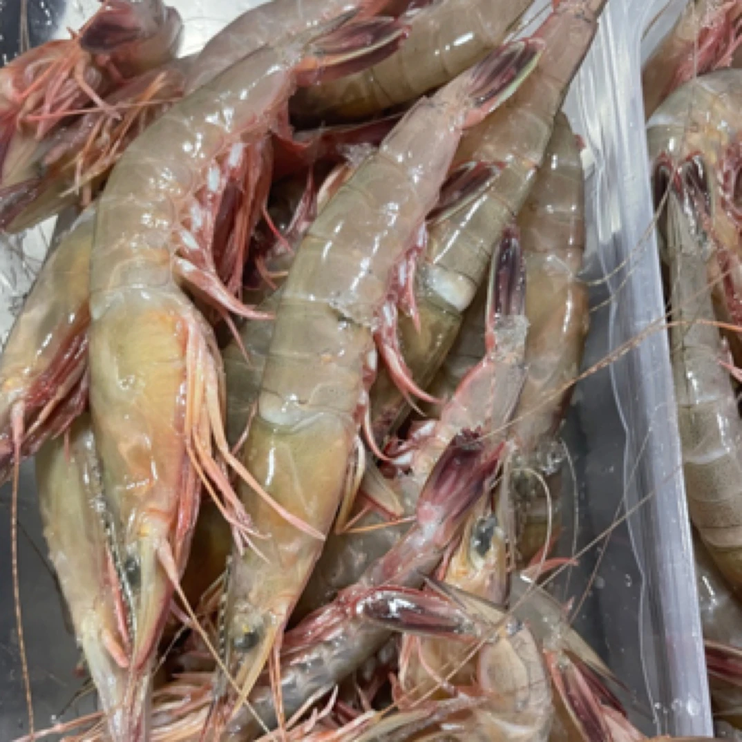 江苏吕四本港野生金钩虾 3斤装（1斤40只左右）