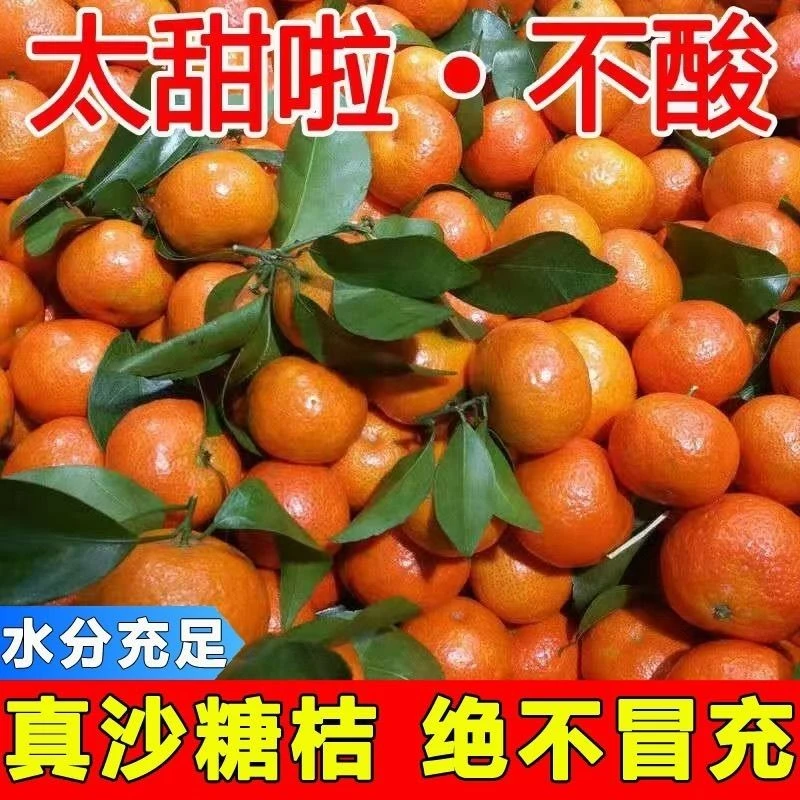 正宗甜蜜砂糖蜜桔新鲜采摘应季当季水果香甜多汁产地直发