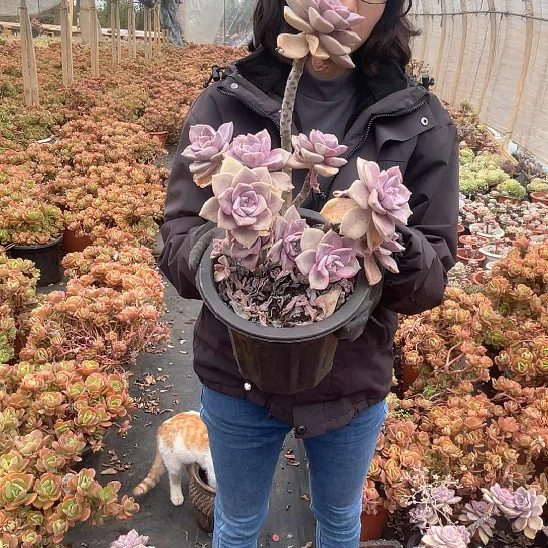 大黑盆紫乐9.9米 量拍多肉