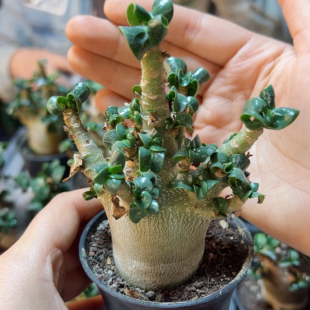 精控哥斯拉沙漠玫瑰带盆6公分叶展