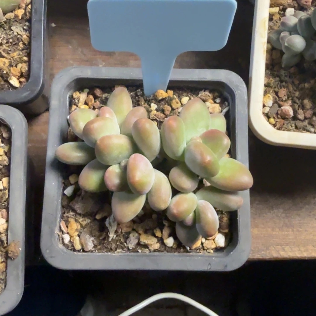 芒果奶222222222222222