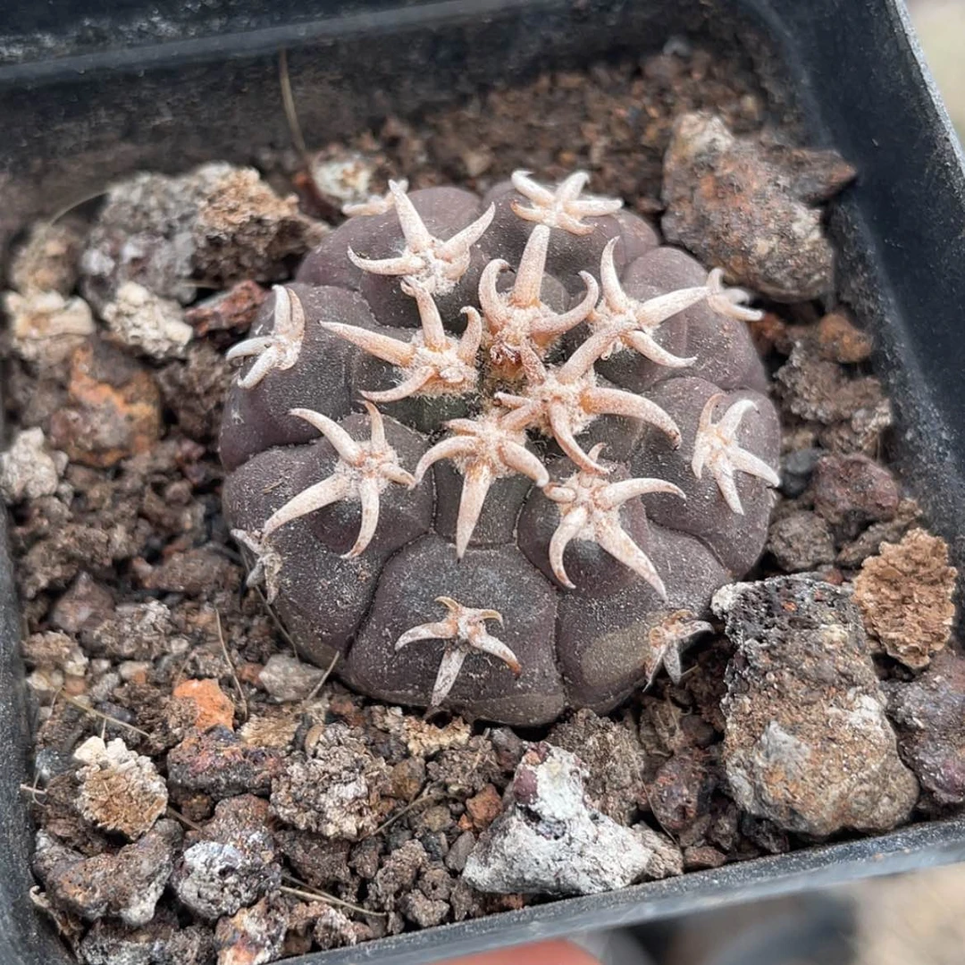 【闪购商品】猫爪天平实生666