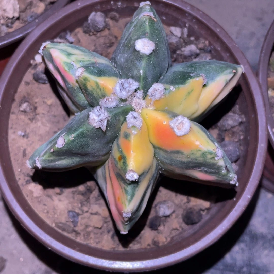 S****L自根六棱鸾凤玉锦 仙人球