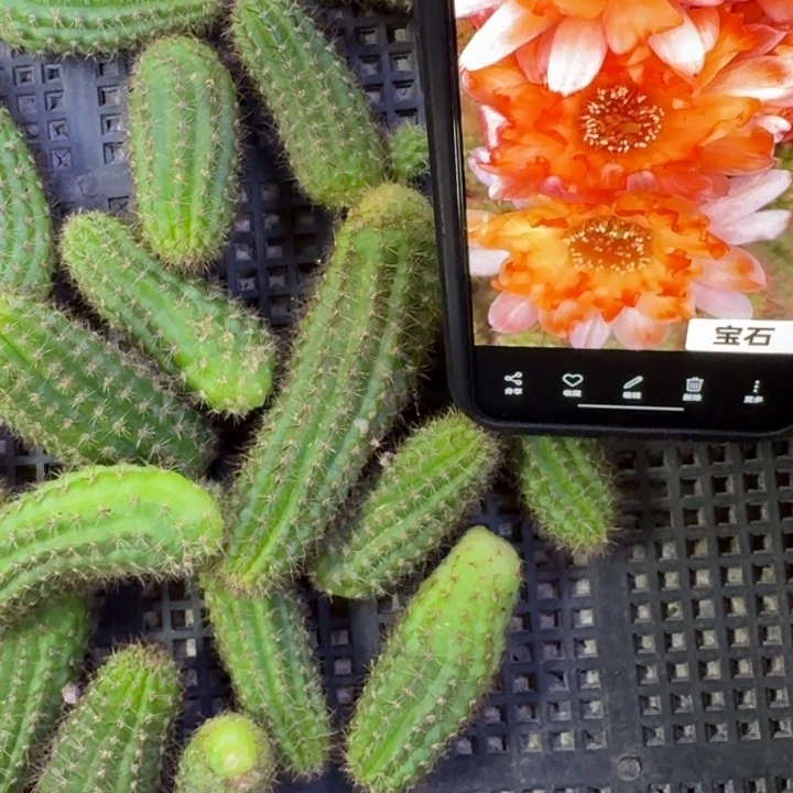 251白檀宝石3个无根侧牙，20包邮