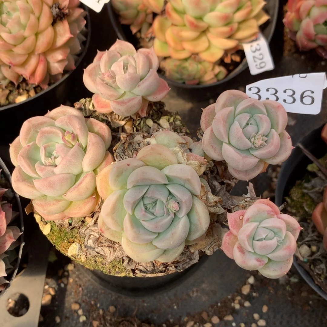 3336杂交精品基地12厘米