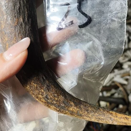 金***娃非金属无鹿角鹿角鹿角