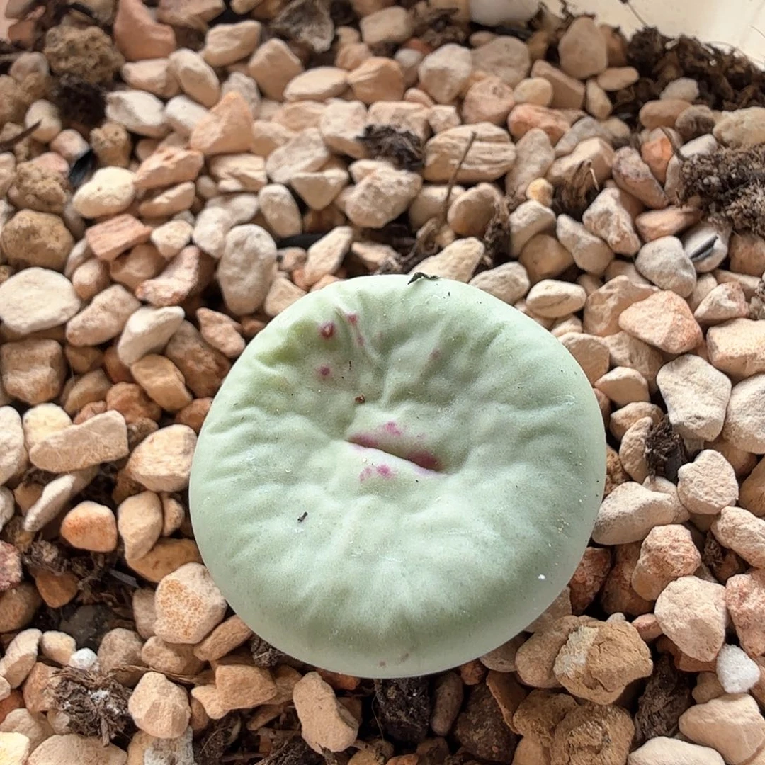 2.10.52/4年Dows嘴1.7厘米