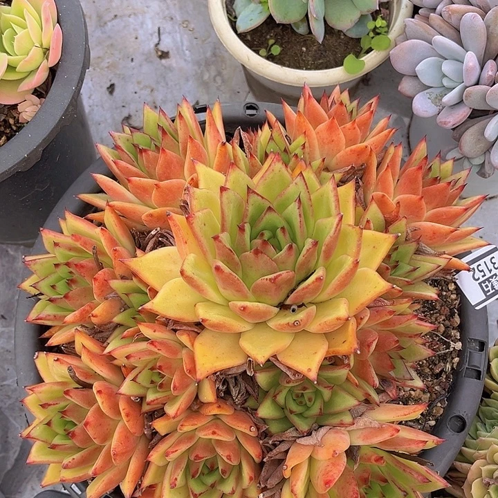 橙乌木3152多肉植物