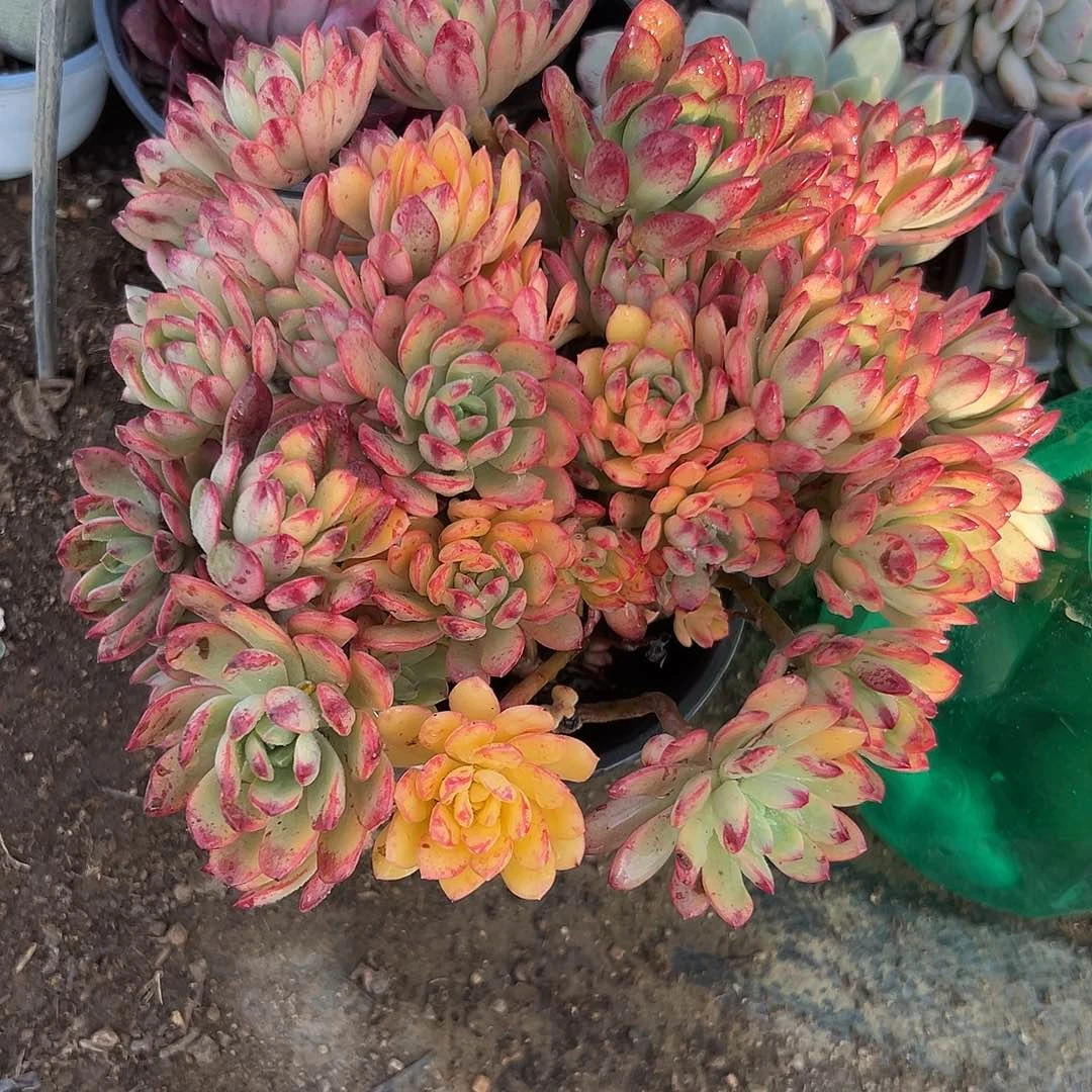 多肉植物多肉植物