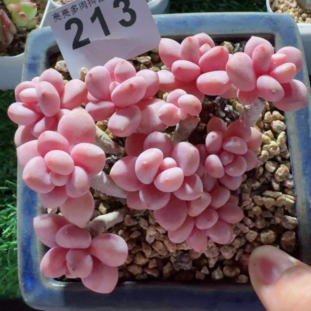 洛神福利         精品多肉