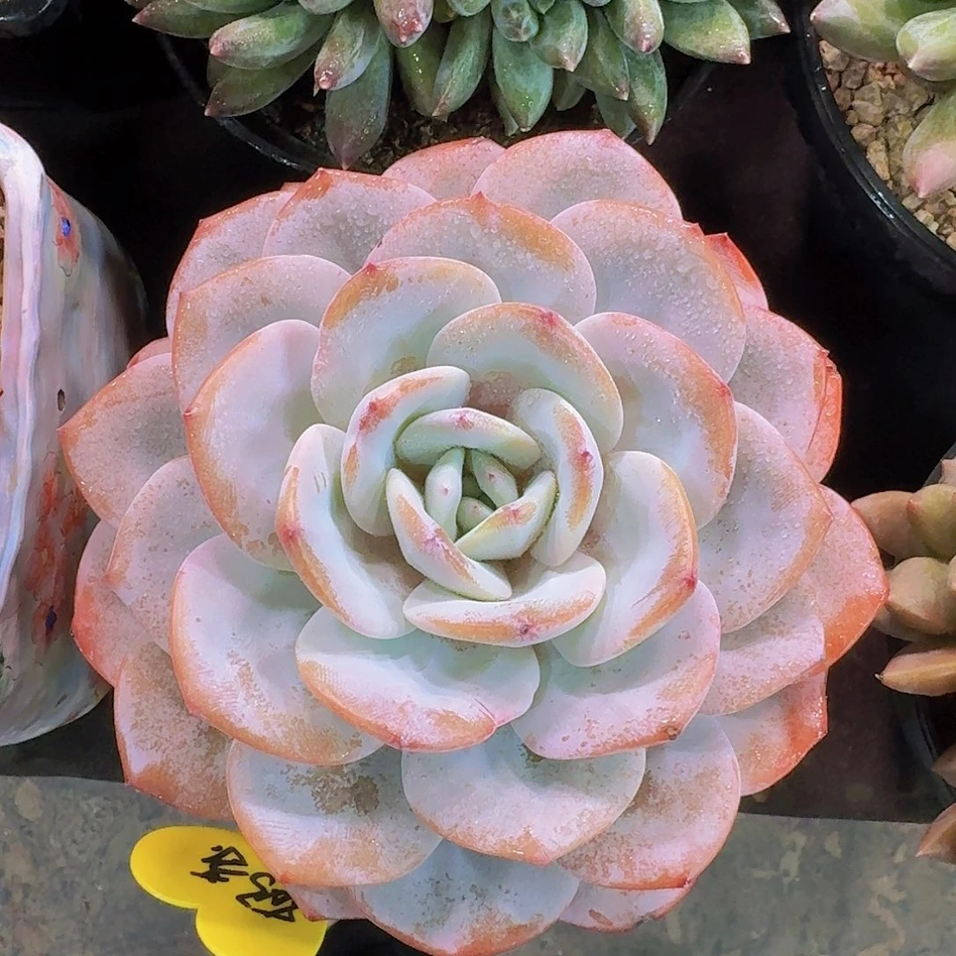 韩版奶茶多肉一物一拍