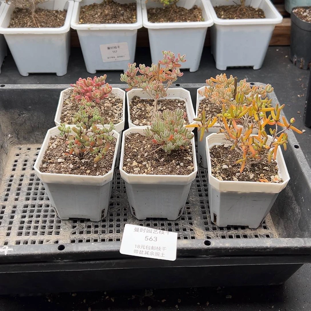 563号枝干6颗12.14多肉