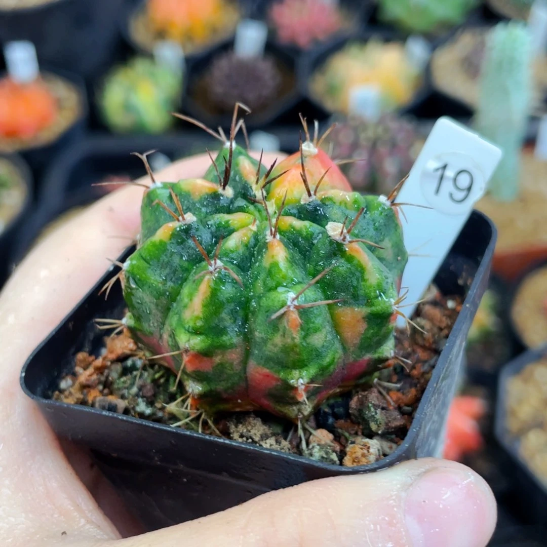 满25包邮盆5公分裸根发货