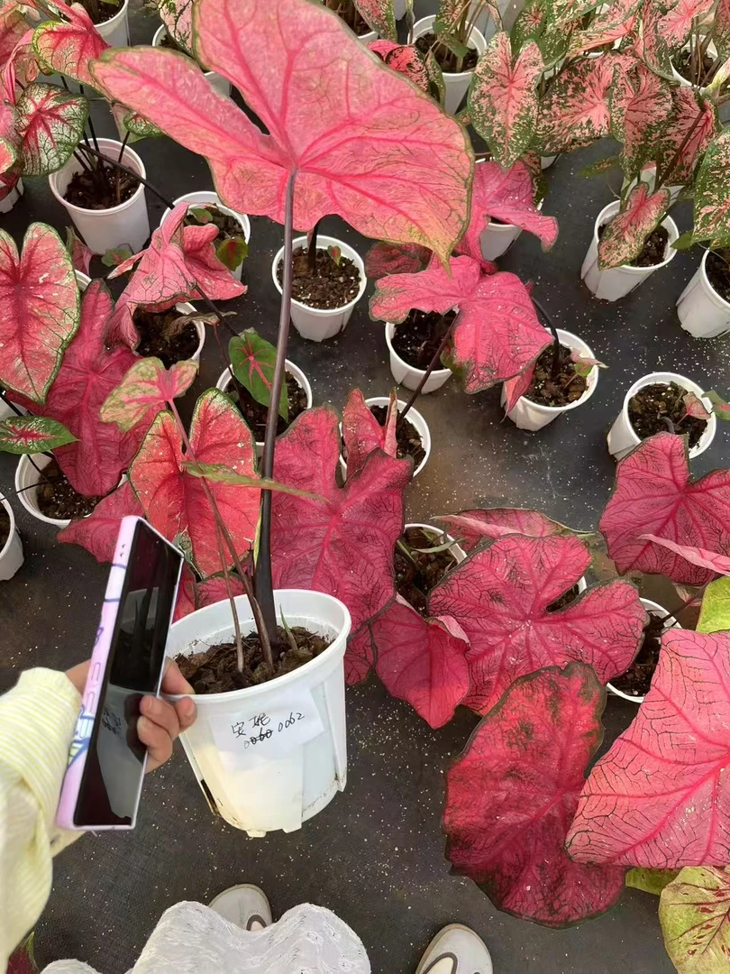 安妮 彩叶芋成品基地直发多年生耐热好养观叶植物 顺风包邮