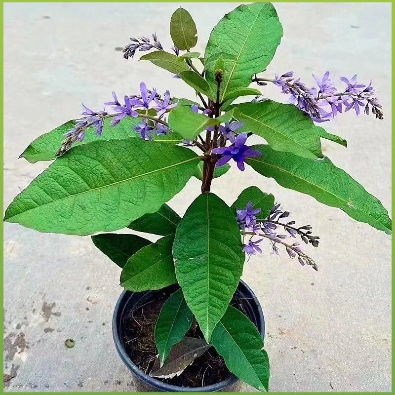 泰国大叶蓝花藤许愿藤阳台庭院网红四季开花爬藤大叶兰花