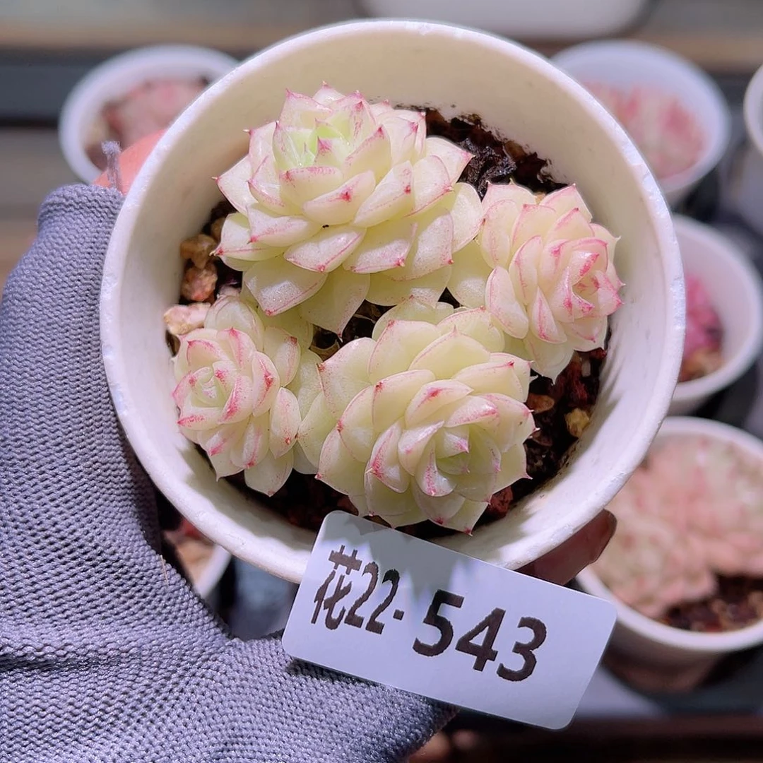 花22-543白天鹅群