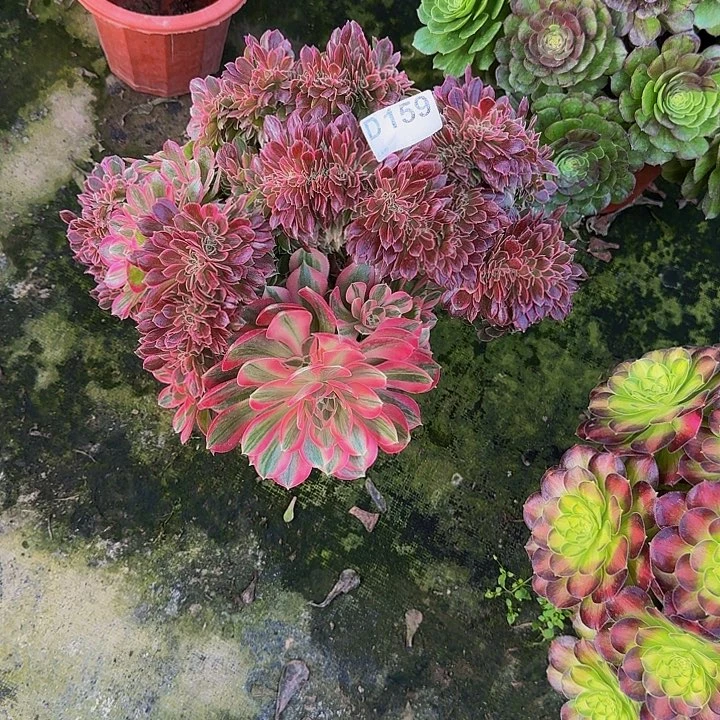 00000000000000159送礼物