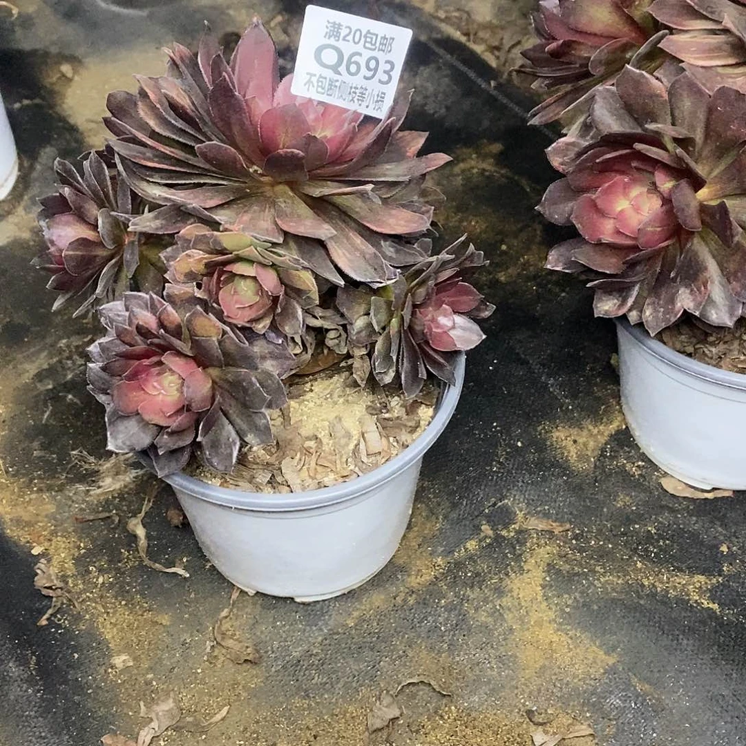 693万灰花脸多肉法师锦