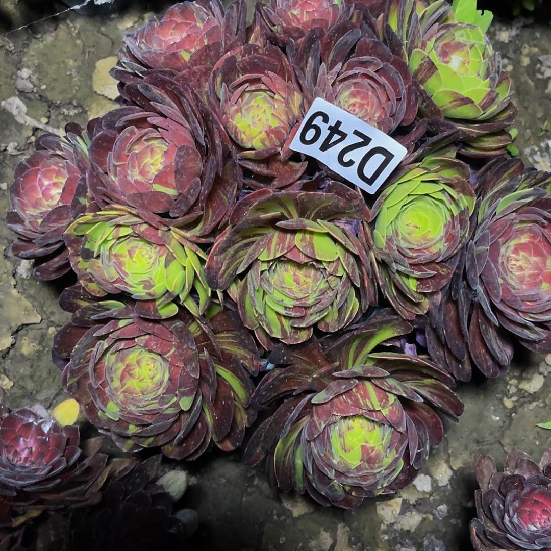花月夜32—7包邮法师