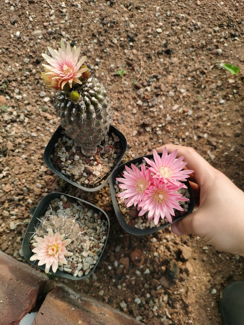 豹头（实生）花色很多