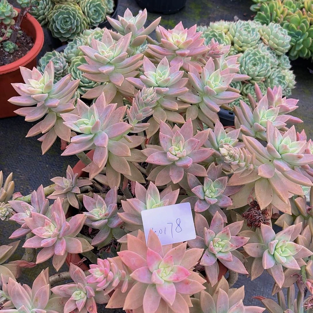 庆*橙色恋人群14178