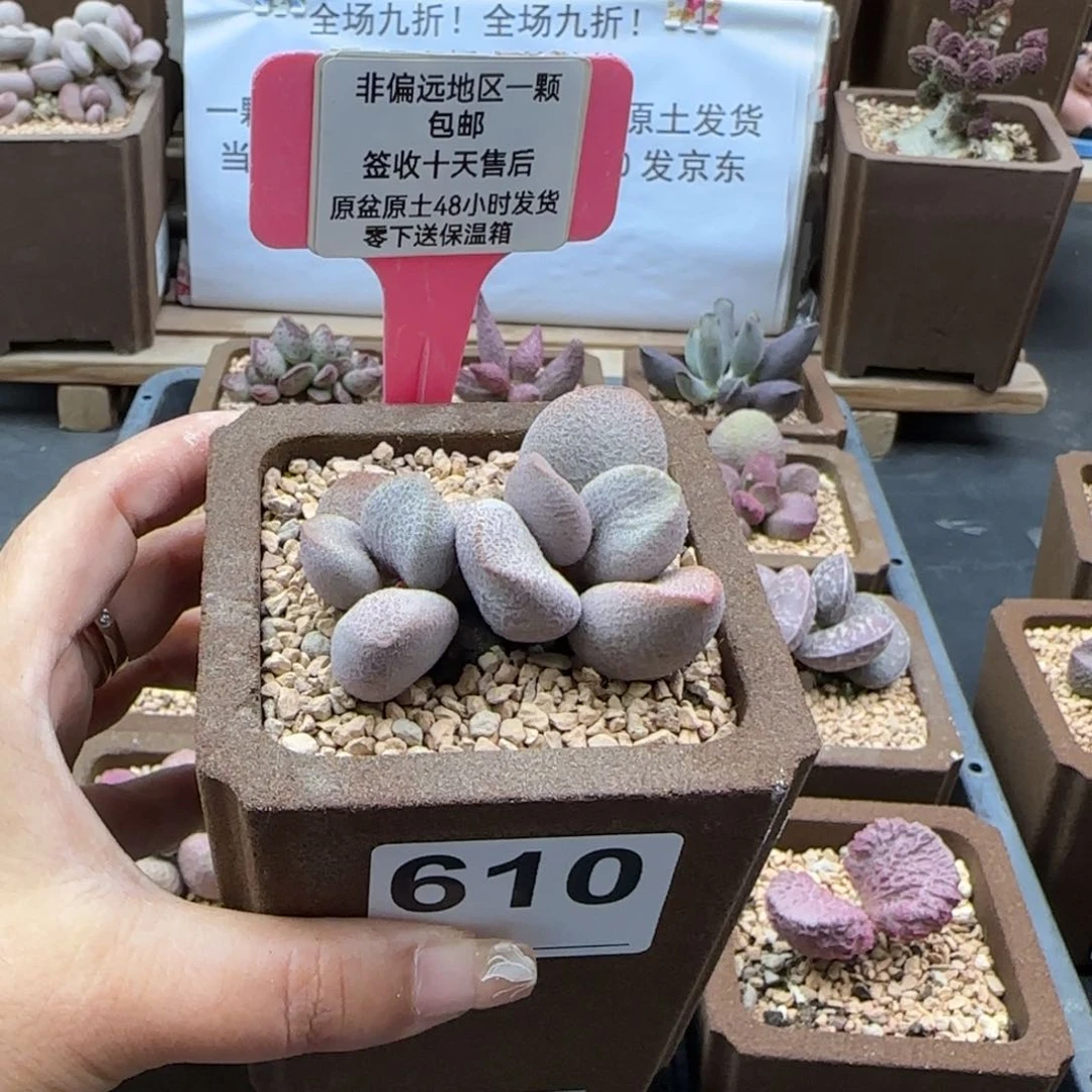 610甜心多肉植物
