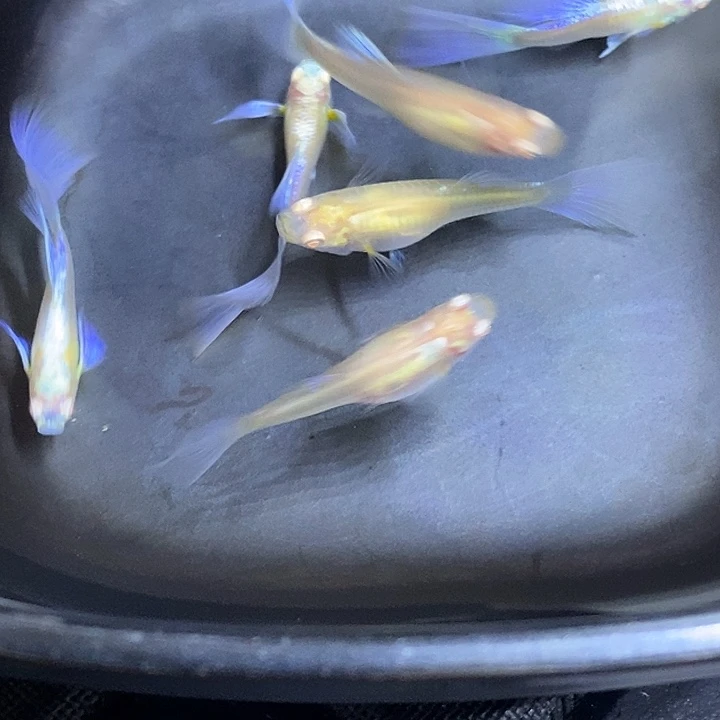 紫白小亚成三对孔雀鱼