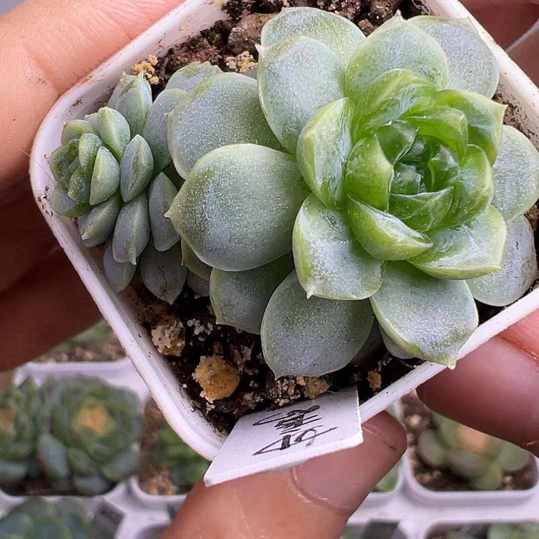 如意大母本。