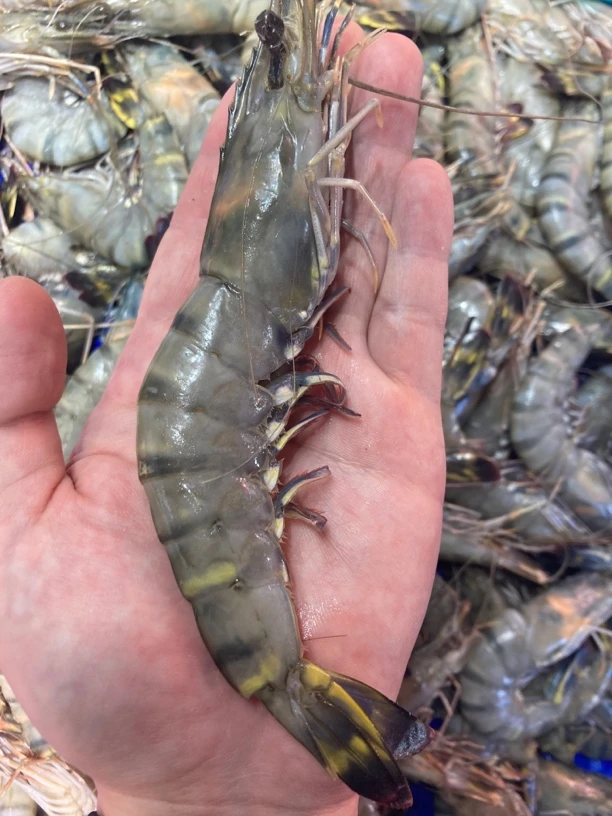 大个！黑虎虾冷冻发货12-13个头左右/斤