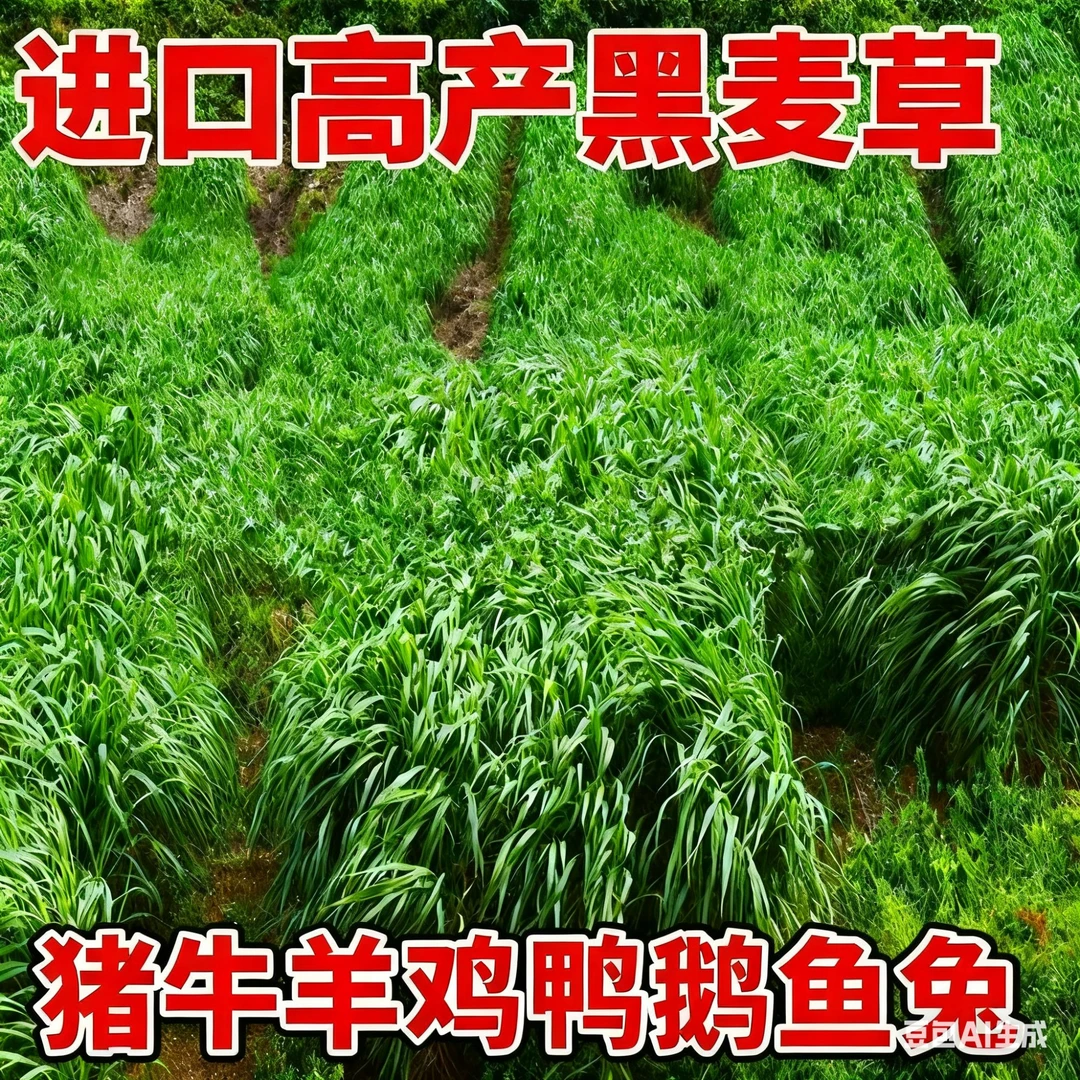 黑麦草种籽子耐寒多年生畜牧养殖草种喂猪鸡牛羊鱼草高产牧草种子