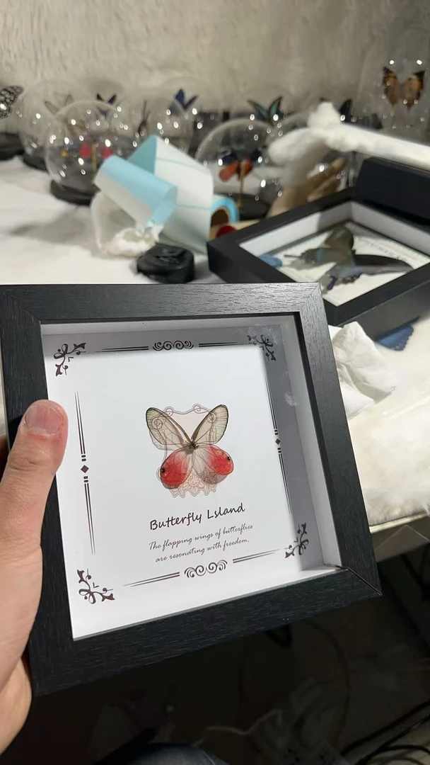 玫瑰晶眼蝶精美蝴蝶标本相框