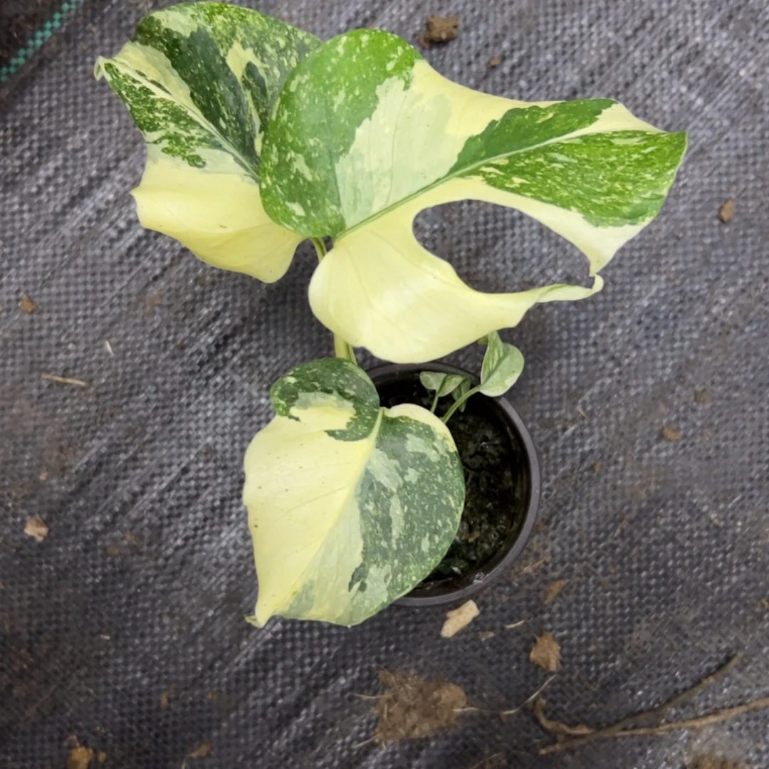 完全开放?**?洒金个体