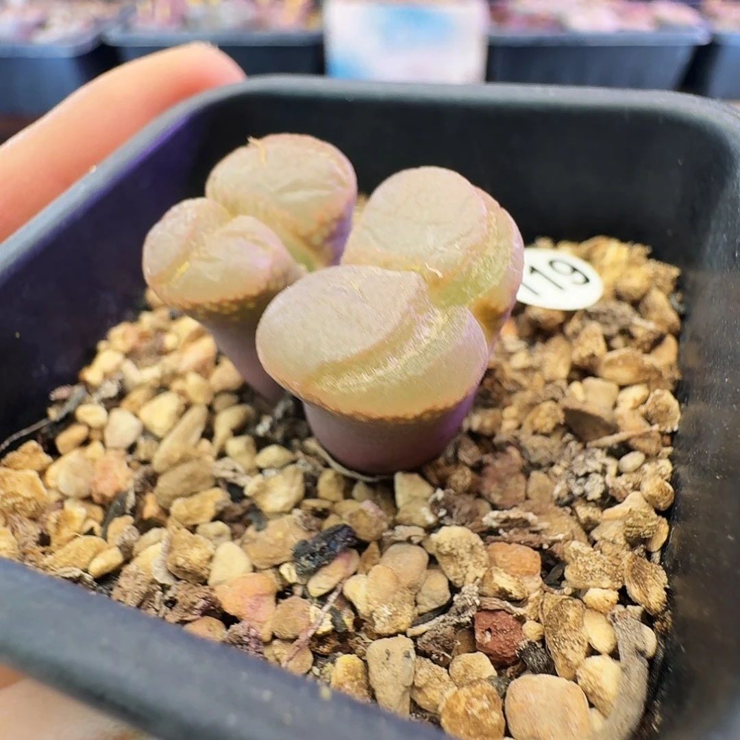 多肉植物福利特特119