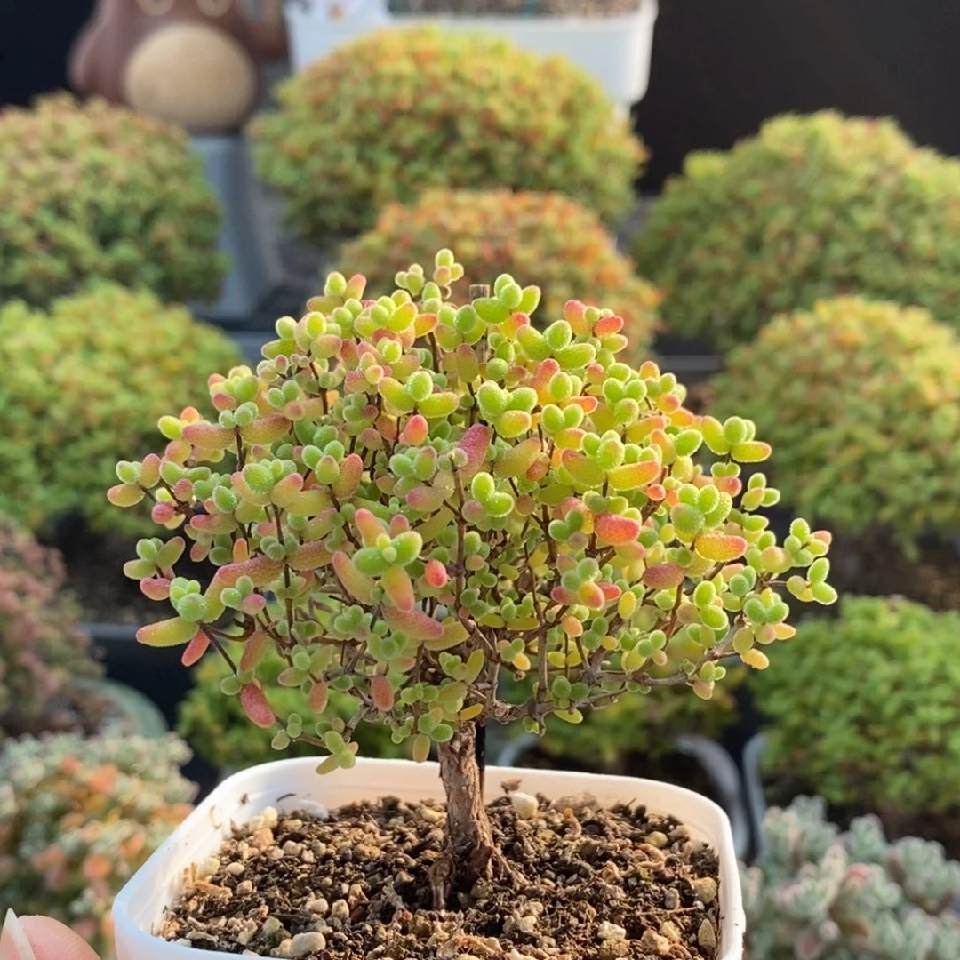 开播福利蜜橘糖球1793