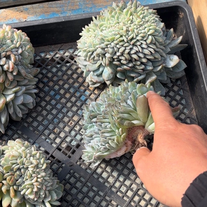 S***L哥哥和规范化黄骅港哥哥