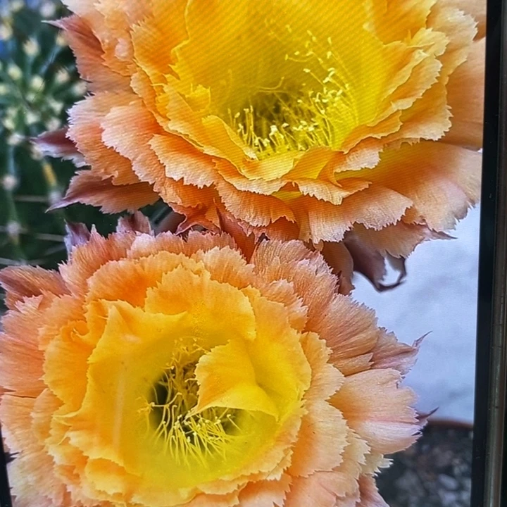 香香橙黄羽毛侧芽2.5公分左右