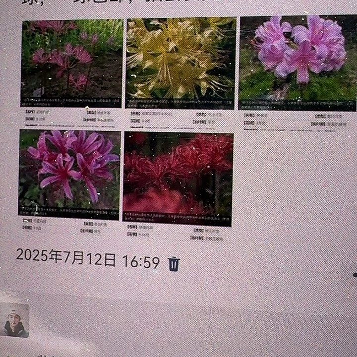 295五种石蒜脱土发货