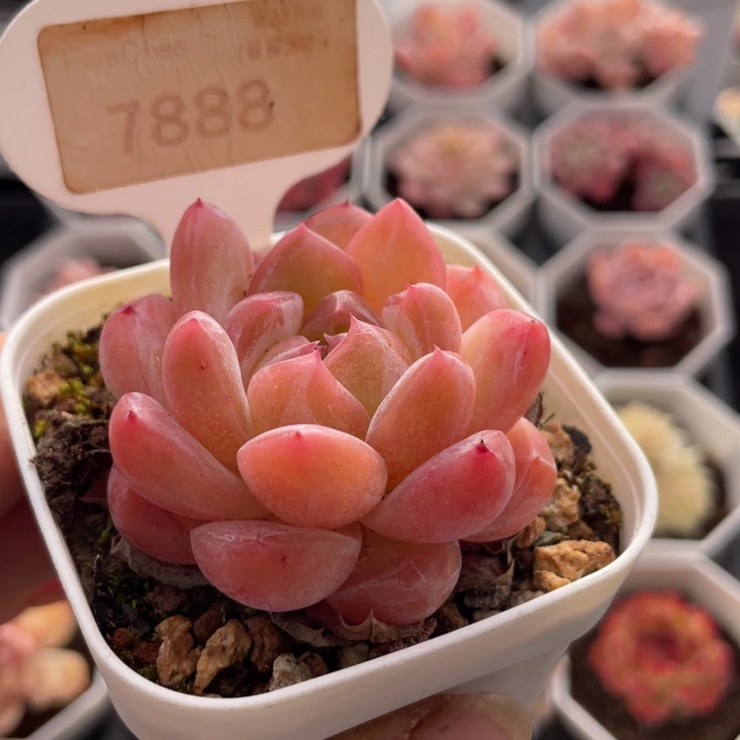 钻石珍妮7888-4.5厘米